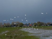 NL, Noord-Brabant, Oss, Marense eendenkooi 4, Saxifraga-Jan van der Straaten