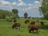 NL, Noord-Brabant, Oss, Middelwaard 20, Saxifraga-Jan van der Straaten