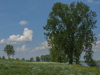 NL, Noord-Brabant, Oss, Middelwaard 5, Saxifraga-Jan van der Straaten