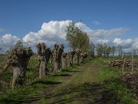 NL, Noord-Brabant, Oss, Osse eendenkooi 11, Saxifraga-Jan van der Straaten