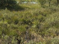 NL, Noord-Brabant, Reusel-De Mierden, De Flaes 11, Saxifraga-Jan van der Straaten