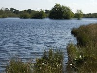 NL, Noord-Brabant, Reusel-De Mierden, De Flaes 4, Saxifraga-Jan van der Straaten