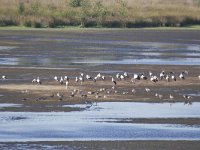 NL, Noord-Brabant, Reusel-De Mierden, De Flaes from Flaestoren 2, Saxifraga-Tom Heijnen