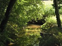 NL, Noord-Brabant, Reusel-De Mierden, De Utrecht, Reusel 12, Saxifraga-Jan van der Straaten