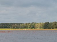 NL, Noord-Brabant, Reusel-De Mierden, Mispeleindsche Heide (nieuwe natuur) 1, Saxifraga-Tom Heijnen