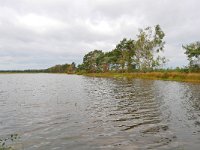 NL, Noord-Brabant, Reusel-De Mierden, Mispeleindsche Heide (nieuwe natuur) 2, Saxifraga-Tom Heijnen