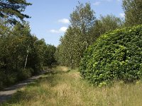 NL, Noord-Brabant, Reusel-De Mierden, Mispeleindsche Heide 12, Saxifraga-Jan van der Straaten