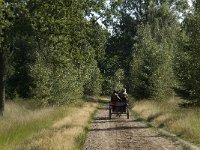 NL, Noord-Brabant, Reusel-De Mierden, Mispeleindsche Heide 7, Saxifraga-Jan van der Straaten