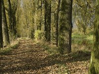 NL, Noord-Brabant, Sint-Michielsgestel, Dommel and Essche Stroom 3, Saxifraga-Jan van der Straaten