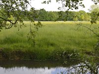 NL, Noord-Brabant, Sint-Michielsgestel, Dommel in Landgoed Zegenwerp 2, Saxifraga-Tom Heijnen