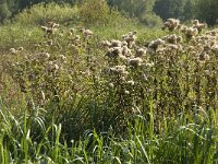 NL, Noord-Brabant, Sint-Michielsgestel, Zegenworp 16, Saxifraga-Jan van der Straaten