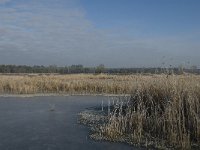 NL, Noord-Brabant, Someren, Beuven 19, Saxifraga-Jan van der Straaten