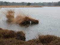 NL, Noord-Brabant, Someren, Beuven 2, Saxifraga-Tom Heijnen