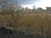 NL, Noord-Brabant, Someren, Beuven-Zuid 2, Saxifraga-Jan van der Straaten