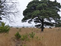 NL, Noord-Brabant, Someren, Starven 1, Saxifraga-Tom Heijnen