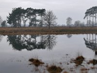 NL, Noord-Brabant, Someren, Starven 3, Saxifraga-Tom Heijnen