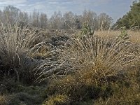 NL, Noord-Brabant, Someren, Strabrechtsche Heide 13, Saxifraga-Jan van der Straaten