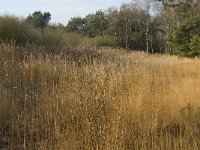 NL, Noord-Brabant, Someren, Witte Loop 2, Saxifraga-Jan van der Straaten