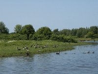 NL, Noord-Brabant, Steenbergen, Botkreek 2, Saxifraga-Jan van der Straaten