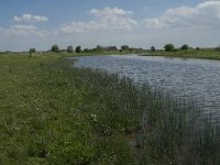 NL, Noord-Brabant, Steenbergen, Botkreek 5, Saxifraga-Jan van der Straaten