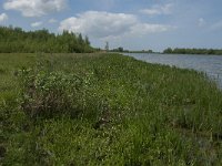 NL, Noord-Brabant, Steenbergen, Dintelse Gorzen 20, Saxifraga-Jan van der Straaten