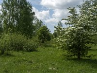 NL, Noord-Brabant, Steenbergen, Dintelse Gorzen 22, Saxifraga-Jan van der Straaten