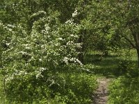 NL, Noord-Brabant, Steenbergen, Dintelse Gorzen 25, Saxifraga-Jan van der Straaten