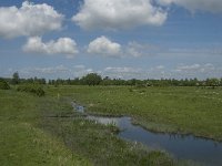 NL, Noord-Brabant, Steenbergen, Dintelse Gorzen 31, Saxifraga-Jan van der Straaten