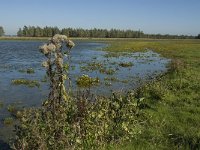 NL, Noord-Brabant, Steenbergen, Dintelse Gorzen 7, Saxifraga-Jan van der Straaten