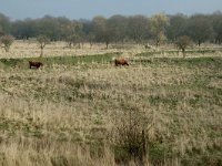 NL, Noord-Brabant, Steenbergen, Slikken van de Heen 4, Saxifraga-Jan van der Straaten