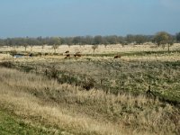 NL, Noord-Brabant, Steenbergen, Slikken van de Heen 6, Saxifraga-Jan van der Straaten