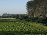 NL, Noord-Brabant, Steenbergen, Vlietdijk 1, Saxifraga-Marijke Verhagen