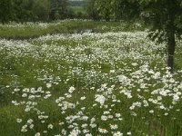 NL, Noord-Brabant, Steenbergen, Vlietdijk 4, Saxifraga-Jan van der Straaten