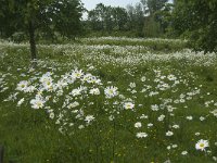 NL, Noord-Brabant, Steenbergen, Vlietdijk 6, Saxifraga-Jan van der Straaten