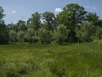 NL, Noord-Brabant, Tilburg, De Brand 3, Saxifraga-Jan van der Straaten