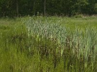 NL, Noord-Brabant, Tilburg, Nieuwe Tiend 10, Saxifraga-Jan van der Straaten