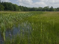 NL, Noord-Brabant, Tilburg, Nieuwe Tiend 11, Saxifraga-Jan van der Straaten