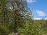 NL, Noord-Brabant, Tilburg, Nieuwe Tiend 22, Saxifraga-Marijke Verhagen