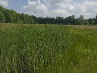 NL, Noord-Brabant, Tilburg, Nieuwe Tiend 9, Saxifraga-Jan van der Straaten