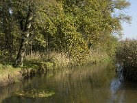 NL, Noord-Brabant, Valkenswaard, Borkel, Dommel 6, Saxifraga-Marijke Verhagen