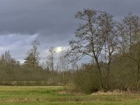 NL, Noord-Brabant, Valkenswaard, De Elshouters 11, Saxifraga-Tom Heijnen