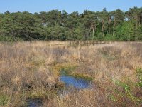 NL, Noord-Brabant, Valkenswaard, De Malpie 11, Saxifraga-Tom Heijnen