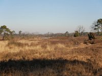 NL, Noord-Brabant, Valkenswaard, De Malpie 12, Saxifraga-Tom Heijnen