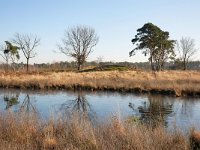 NL, Noord-Brabant, Valkenswaard, De Malpie 14, Saxifraga-Tom Heijnen