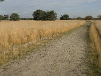 NL, Noord-Brabant, Valkenswaard, De Plateaux 16, Saxifraga-Jan van der Straaten