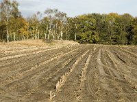 NL, Noord-Brabant, Valkenswaard, De Plateaux 22, Saxifraga-Jan van der Straaten