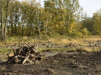 NL, Noord-Brabant, Valkenswaard, De Plateaux 9, Saxifraga-Jan van der Straaten