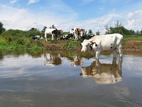 NL, Noord-Brabant, Valkenswaard, Dommel in De Malpie 10, Saxifraga-Tom Heijnen