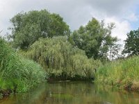 NL, Noord-Brabant, Valkenswaard, Dommel in De Malpie 7, Saxifraga-Tom Heijnen