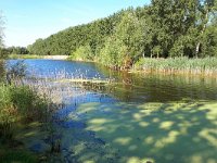 NL, Noord-Brabant, Valkenswaard, Driebruggen 6, Saxifraga-Tom Heijnen